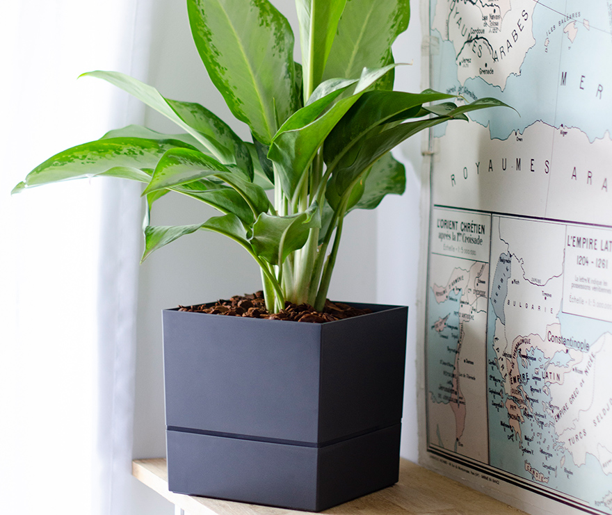 Le pot de fleurs d'intérieur Aqualight EDA au secours de votre plante verte  !