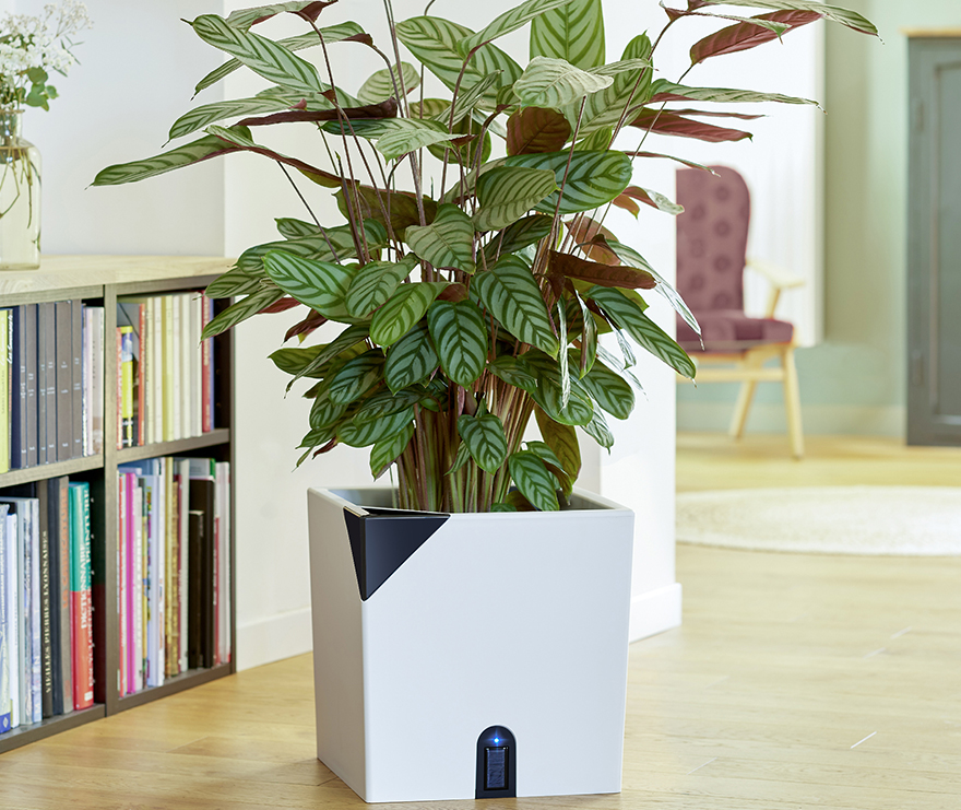 Le pot de fleurs d'intérieur Aqualight EDA au secours de votre plante verte  !