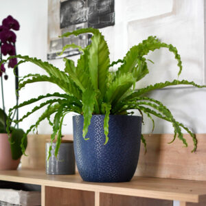 ambiance range graphit